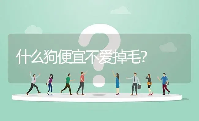 什么狗便宜不爱掉毛？ | 动物养殖问答