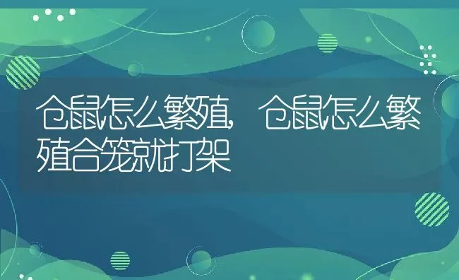 仓鼠怎么繁殖,仓鼠怎么繁殖合笼就打架 | 宠物百科知识