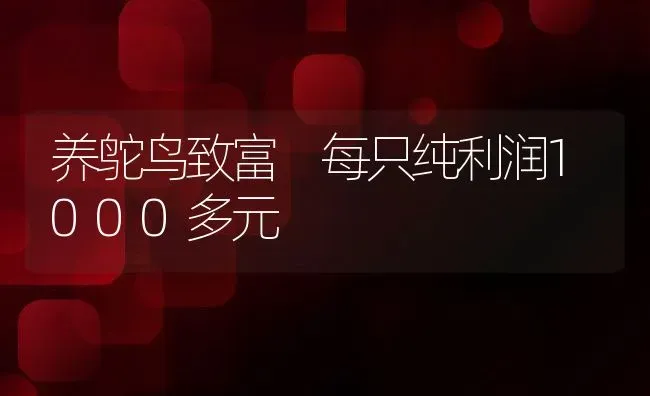 养鸵鸟致富 每只纯利润1000多元 | 动物养殖教程