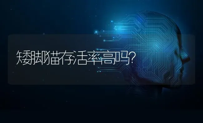 矮脚猫存活率高吗？ | 动物养殖问答