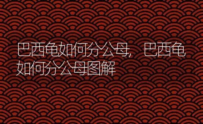 巴西龟如何分公母,巴西龟如何分公母图解 | 宠物百科知识