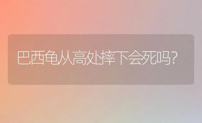 巴西龟从高处摔下会死吗？ | 动物养殖问答