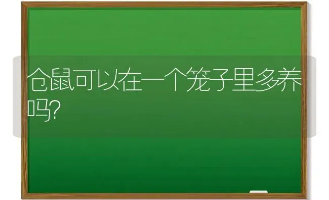 仓鼠可以在一个笼子里多养吗？ | 动物养殖问答