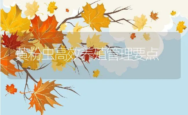 黄粉虫高效养殖管理要点 | 水产养殖知识