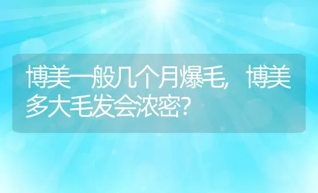 博美一般几个月爆毛,博美多大毛发会浓密？ | 宠物百科知识