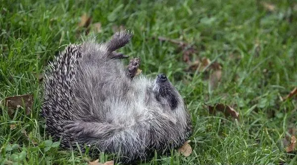 刺猬宠物的喂养知识