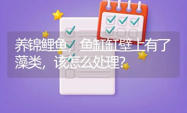 一年的巴西龟有多少斤？ | 动物养殖问答