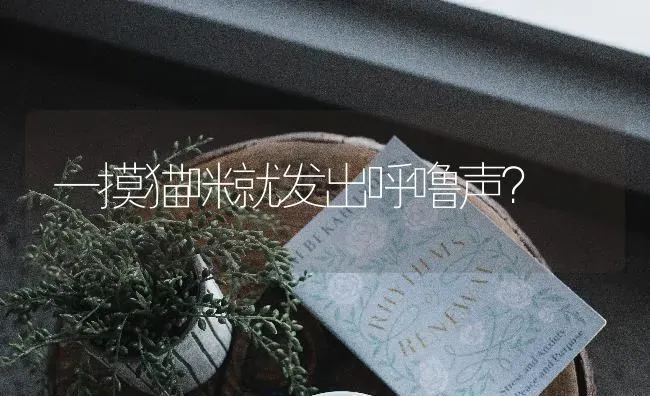 一摸猫咪就发出呼噜声？ | 动物养殖问答