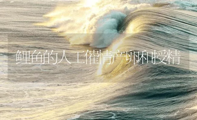 鲤鱼的人工催情产卵和授精 | 海水养殖技术