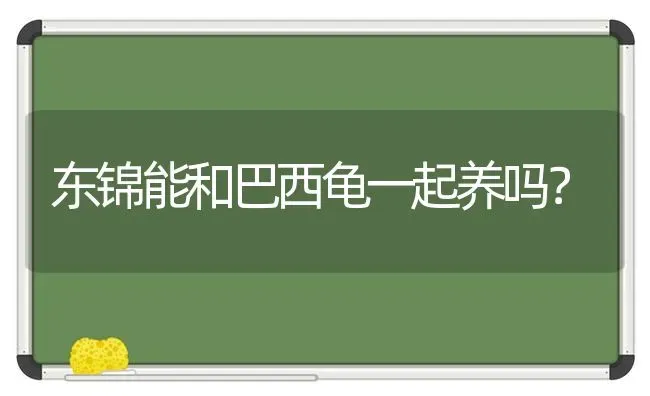 东锦能和巴西龟一起养吗？ | 动物养殖问答