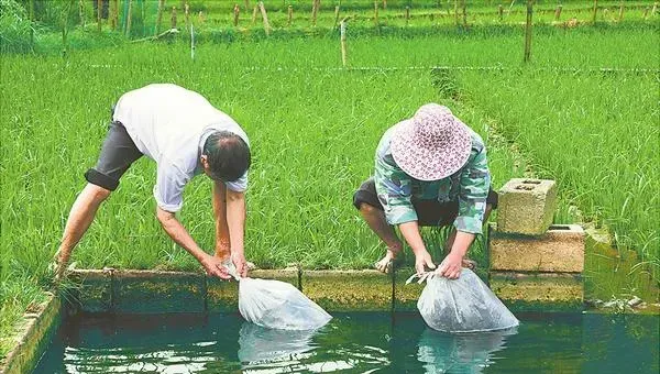 生态养鱼技术