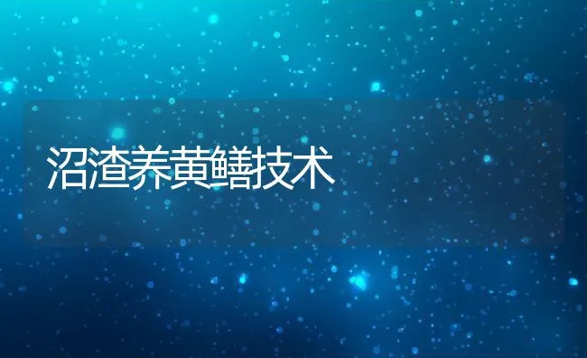 沼渣养黄鳝技术 | 水产养殖知识