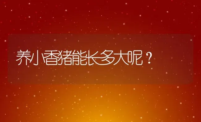 养小香猪能长多大呢？ | 动物养殖百科