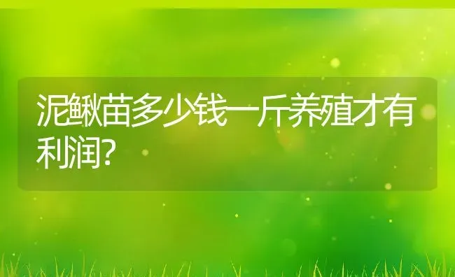 泥鳅苗多少钱一斤养殖才有利润？ | 动物养殖百科