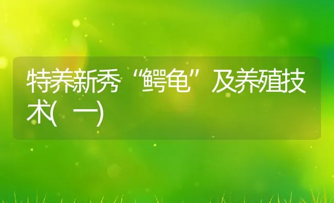 特养新秀“鳄龟”及养殖技术(一) | 动物养殖饲料