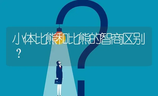 小体比熊和比熊的智商区别？ | 动物养殖问答