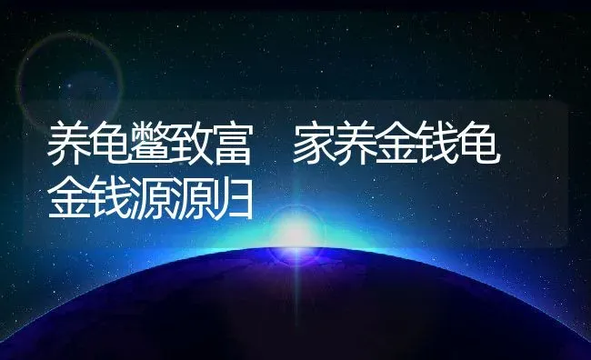 养龟鳖致富 家养金钱龟 金钱源源归 | 动物养殖教程