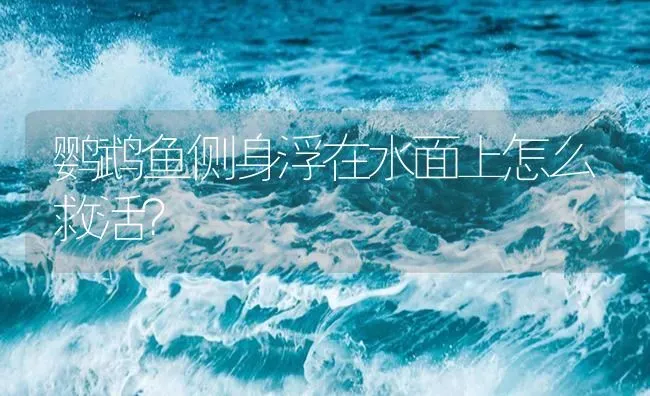 鹦鹉鱼侧身浮在水面上怎么救活？ | 鱼类宠物饲养