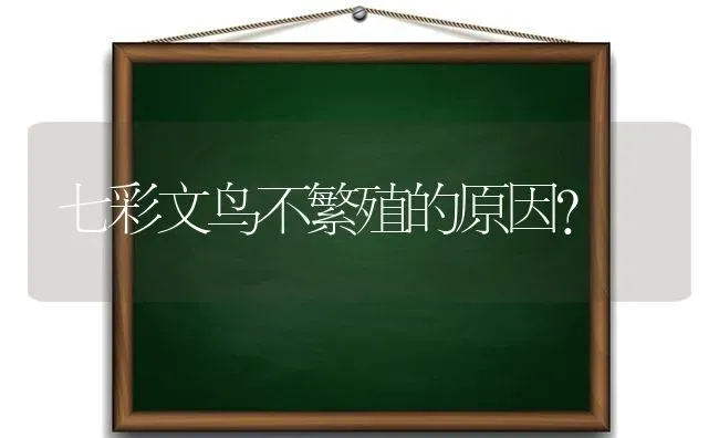 七彩文鸟不繁殖的原因？ | 动物养殖问答