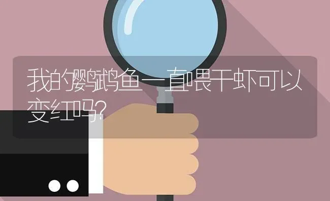 我的鹦鹉鱼一直喂干虾可以变红吗？ | 鱼类宠物饲养