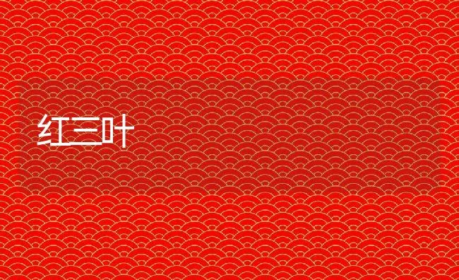 红三叶 | 动物养殖学堂
