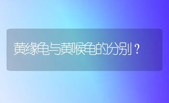 黄缘龟与黄喉龟的分别？ | 动物养殖问答