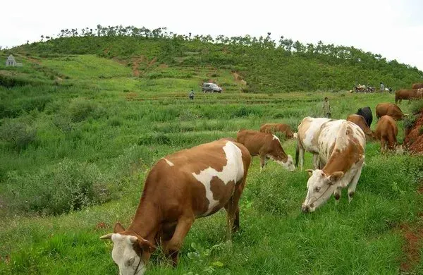 提高肉牛养殖收益的四点技巧分享