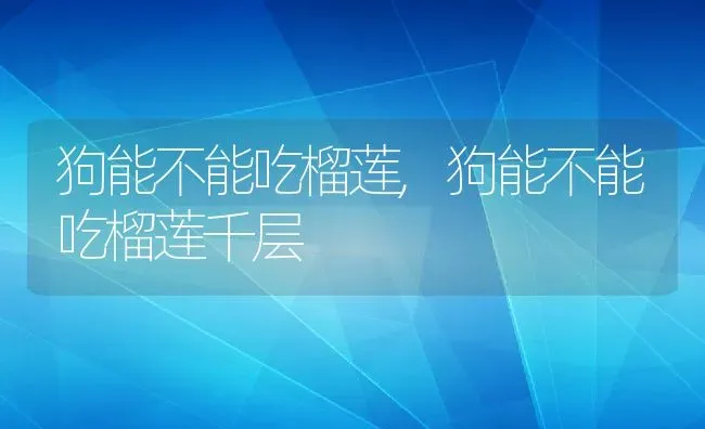 狗能不能吃榴莲,狗能不能吃榴莲千层 | 宠物百科知识