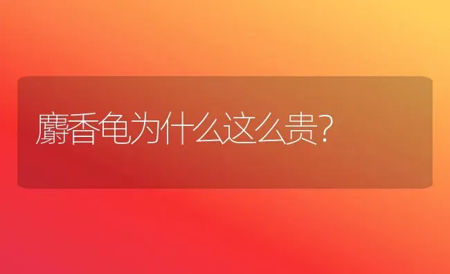 麝香龟为什么这么贵？ | 动物养殖问答