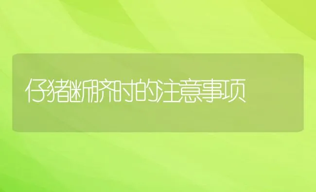 仔猪断脐时的注意事项 | 动物养殖学堂