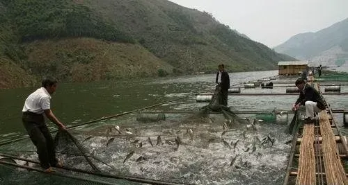 水库网箱养鱼八必须