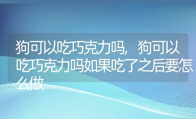 狗可以吃巧克力吗,狗可以吃巧克力吗如果吃了之后要怎么做 | 宠物百科知识