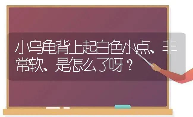 小乌龟背上起白色小点、非常软、是怎么了呀？ | 动物养殖问答