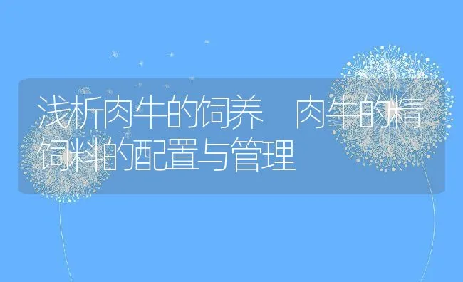 浅析肉牛的饲养 肉牛的精饲料的配置与管理 | 动物养殖饲料