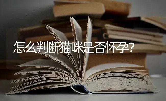 怎么判断猫咪是否怀孕？ | 动物养殖问答