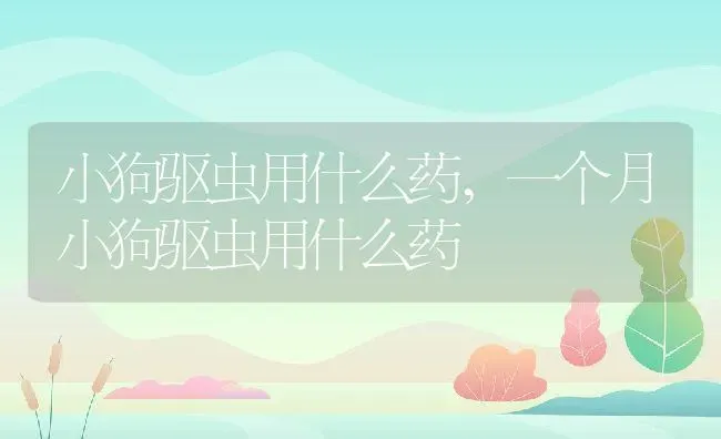 小狗驱虫用什么药,一个月小狗驱虫用什么药 | 宠物百科知识