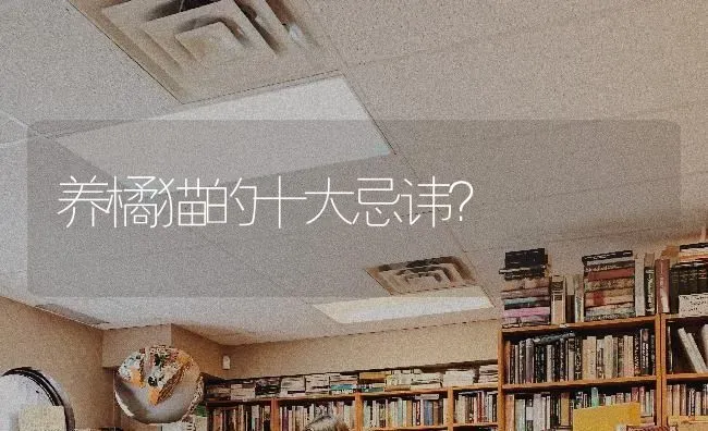 养橘猫的十大忌讳？ | 动物养殖问答