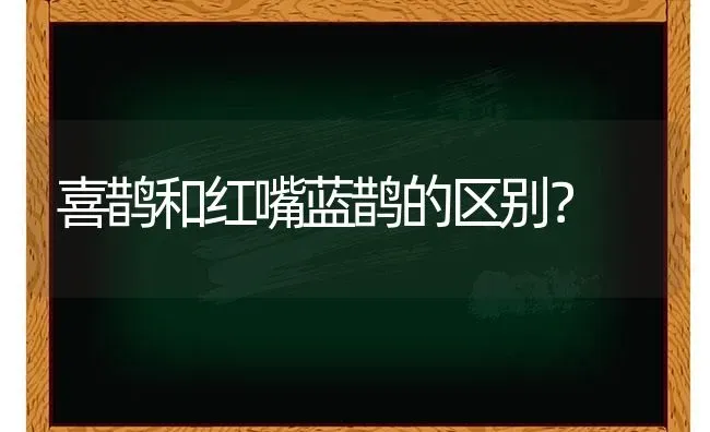 喜鹊和红嘴蓝鹊的区别？ | 动物养殖问答