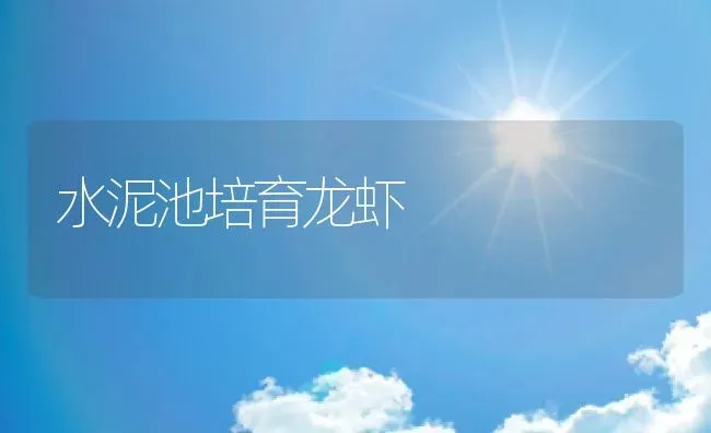 水泥池培育龙虾 | 动物养殖百科