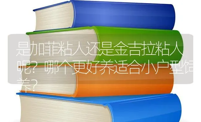 是加菲粘人还是金吉拉粘人呢？哪个更好养适合小户型饲养？ | 动物养殖问答