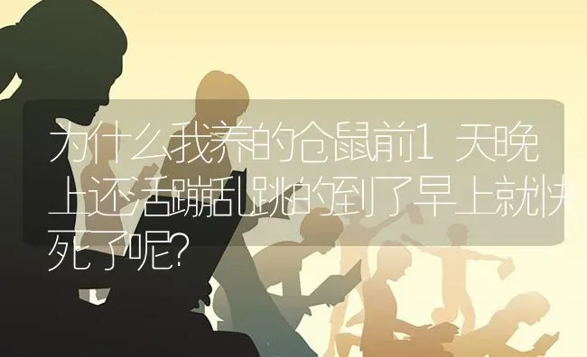 为什么我养的仓鼠前1天晚上还活蹦乱跳的到了早上就快死了呢？ | 动物养殖问答