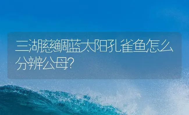 三湖慈鲷蓝太阳孔雀鱼怎么分辨公母？ | 鱼类宠物饲养