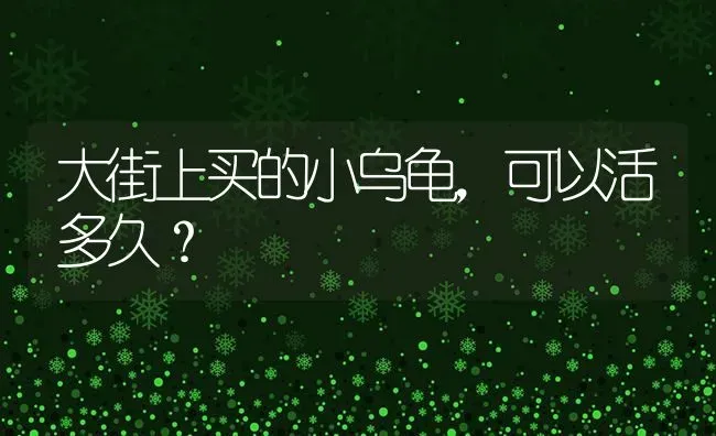 大街上买的小乌龟，可以活多久？ | 动物养殖问答