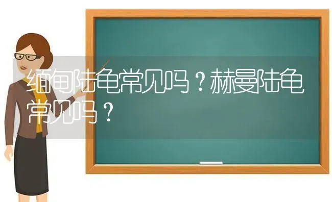 缅甸陆龟常见吗？赫曼陆龟常见吗？ | 动物养殖问答