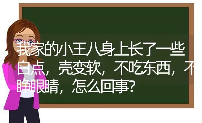 我家的小王八身上长了一些白点，壳变软，不吃东西，不睁眼睛，怎么回事？ | 动物养殖问答