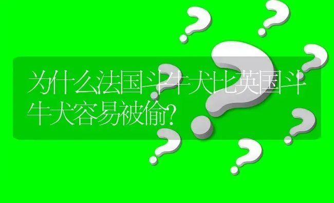 为什么法国斗牛犬比英国斗牛犬容易被偷？ | 动物养殖问答