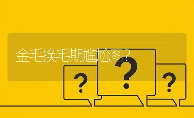 金毛换毛期尴尬图？ | 动物养殖问答