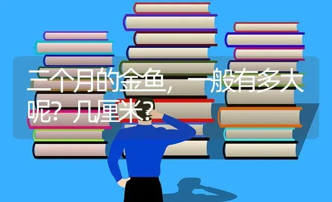 三个月的金鱼，一般有多大呢？几厘米？ | 鱼类宠物饲养