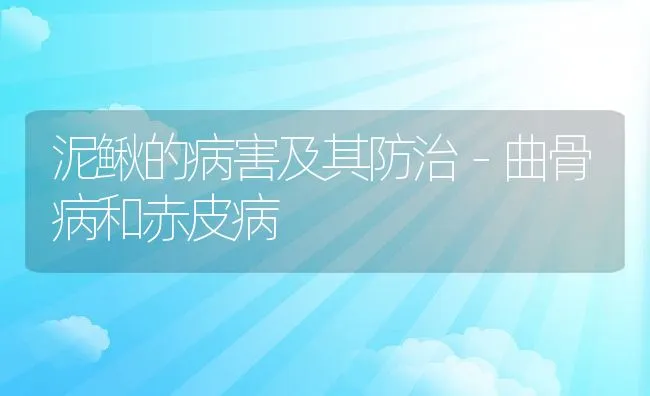 泥鳅的病害及其防治－曲骨病和赤皮病 | 动物养殖学堂