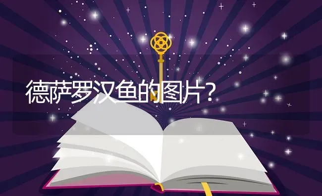 德萨罗汉鱼的图片？ | 鱼类宠物饲养